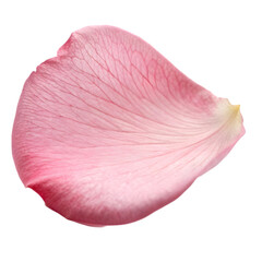 falling petal of pink rose on transparent background