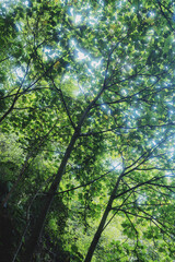 Upward View of Tall Light-Colored Tree Rising Through Lush Forest Canopy