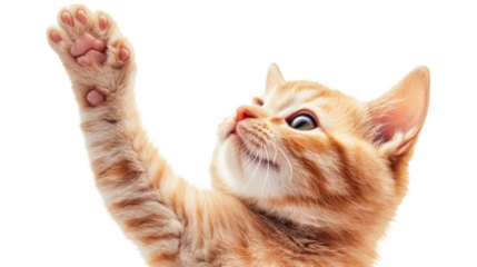 Cute ginger kitten reaching up, isolated on transparent background. Adorable pet portrait concept