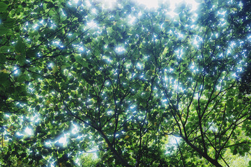 Upward View of Tall Light-Colored Tree Rising Through Lush Forest Canopy