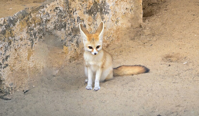 Fennec fox sitting on sandy ground in a desert setting..