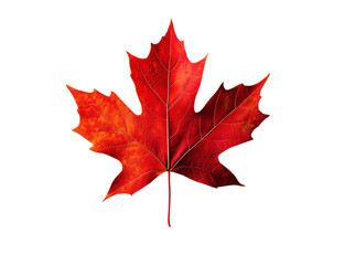 a red maple leaf isolated on a transparent background