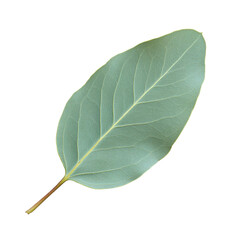 Obraz premium A Detailed Close-up of a Single Eucalyptus Leaf Against a Black Background High-resolution botanical photography