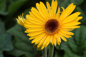 Yellow gerbera daisy flower in macro details
