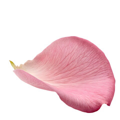 falling petal of pink rose on transparent background
