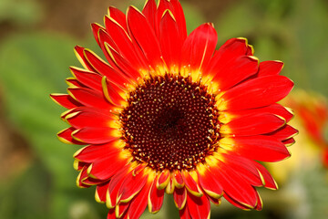 Isolated Red gerbera daisy flower in Macro 