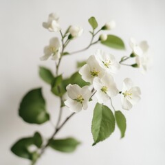 Fototapeta premium branch of delicate white flowers with green leaves against white background