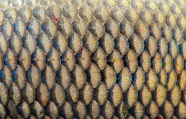Fish scales close up. The skin of a fish as a background. © Vera