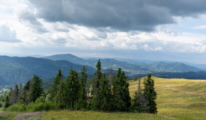Pines trees. Mountains ranges in the Carpathians. Hills, forest and meadows. Green valley.