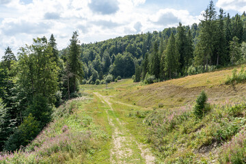 Green forest in the mountains Pine and deciduous trees Mixed forest in summer. Nature Undergrowth meadow