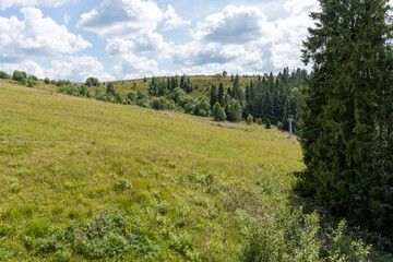Glade meadow in the forest near the mountains. Nature in summer. Trees and grass. Pine