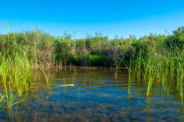 Calm wide river, fishing landscape. Reeds and kugai along the river bank.