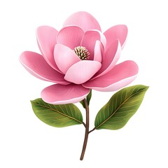 magnolia bloom large flower isolated on white background with delicate petals and green leaves