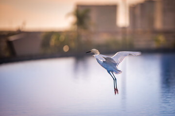 Heron flying over lake in Brasilia