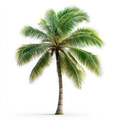 isolated palm tree with green fronds