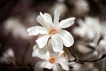 Macro photography of spring flowers around the Washington Monument