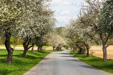 road and a blossoming apple tree alley avenue