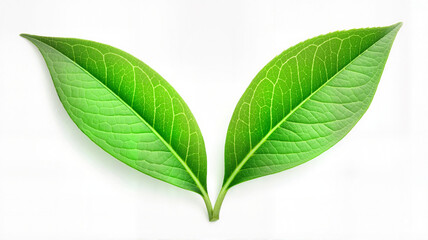 Fototapeta premium Pair of green leaves on white background