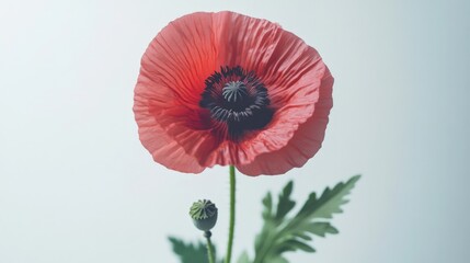 close up of a red poppy flower with a green stem