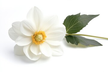 white flower with green leaves on white background
