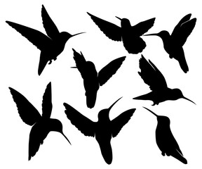 Hummingbird exotic bird wildlife silhouette collection illustration