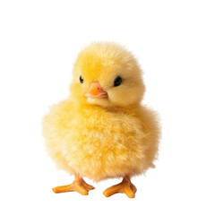 Obraz premium Adorable Fluffy Yellow Chickling: A Close-Up Portrait of a Baby Chicken