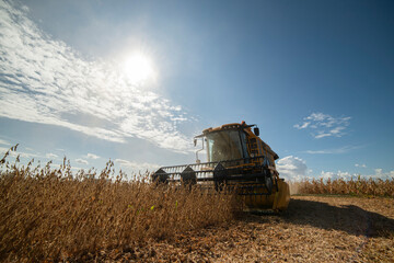 Fototapeta premium Harvesting of soybean