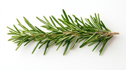 fresh rosemary sprig on a white background