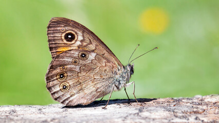 Fototapeta premium butterfly on a leaf