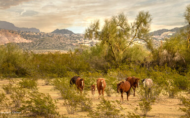 Arizona Salt River Wild  Ponies