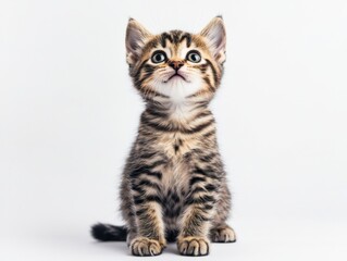 A small tabby kitten sits against a white background.