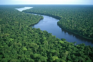 Aerial view Rainforest river, lush canopy, conservation