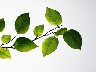 Fototapeta premium A branch with several green leaves against a white background