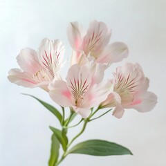 Fototapeta premium close up of pink alstroemeria flowers on white background