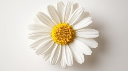 close up of a daisy flower
