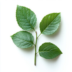 Fototapeta premium Lush Green Sprig with Four Leaves.