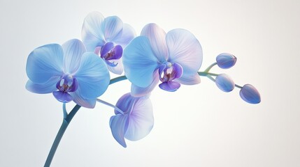light blue orchid flowers on a white background