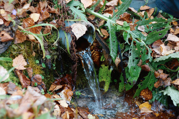 spring water flows from an old pipe in the national park