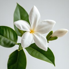 Obraz premium close-up of a white plumeria flower with green leaves and a bud on a white background
