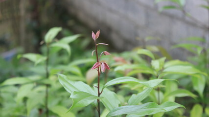 young shoots of cassiavera plant with blurred background