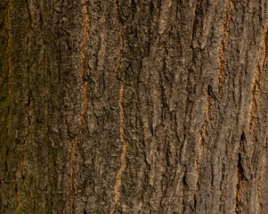 Maritime Pine, Pinus pinaster trunk symbol. Texture made of maritime pine tree bark. Beautiful Maritime Pine, Pinus pinaster trunk background. Conceptual image. Peaceful nature.