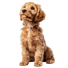 Fototapeta premium Adorable Golden Doodle Puppy Posing Against Black Background Studio Shot Awaiting Affectionate Petting
