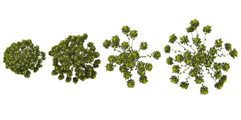 3d rendering of  Araucaria Trees on transparent background from top view