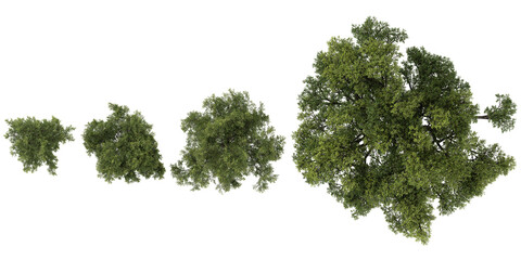 Quercus Trees collection with realistic style from top view