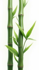 Bamboo Green Sticks With Leaves  Isolated On White Background