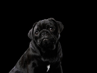 A black Pug sits with a wrinkled, endearing expression against a dark background. The lighting highlights its facial texture and glossy fur.
