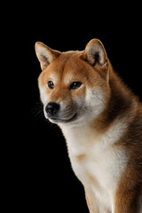A Shiba Inu is captured in profile under soft lighting against a black background. The composition emphasizes the dog calm demeanor and sleek fur.