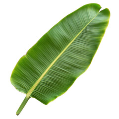 Magnificent Single Banana Leaf on Black Background, Lush Green Tropical Foliage, Isolated Botanical Image, Nature Photography