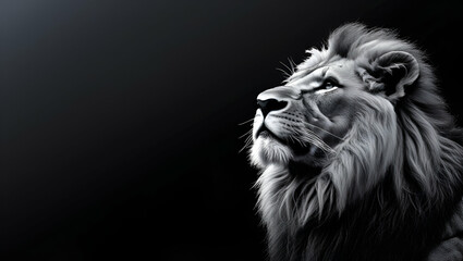 Fototapeta premium portrait of a lion