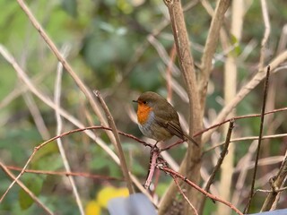 robin on a branch